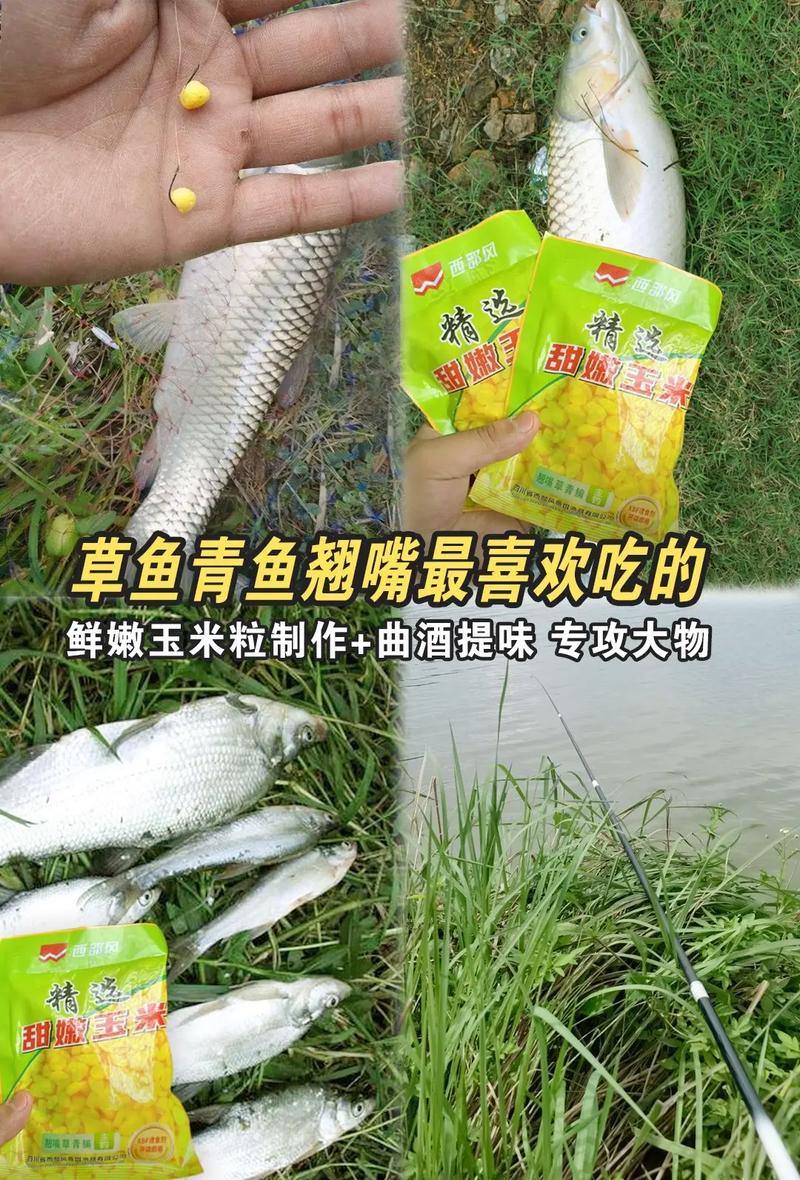 草魚最愛青草氣味_釣草魚用什么餌料好吃_釣草魚餌料配方