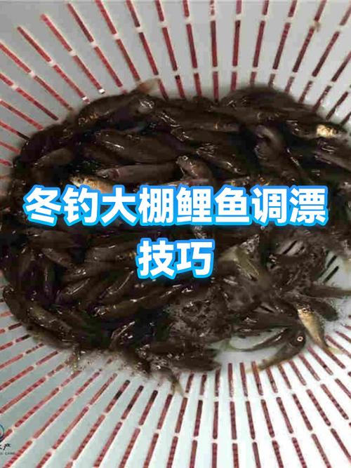 冬季大棚釣魚調漂技巧_冬季棚釣技巧_浮漂選擇搭配釣組