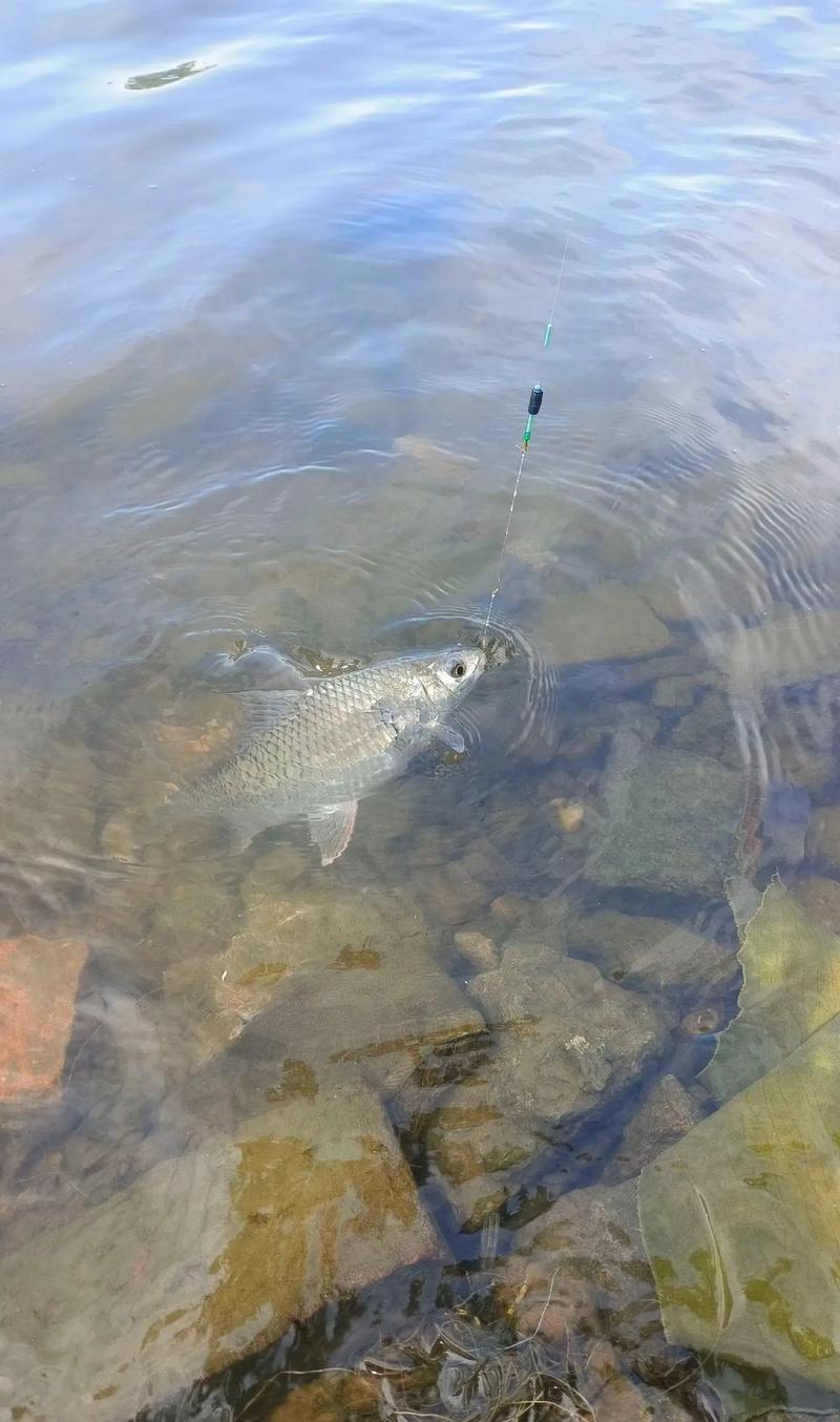 冷凍餌釣土鯪技巧_土鯪魚的釣法_土鯪冷凍餌使用方法