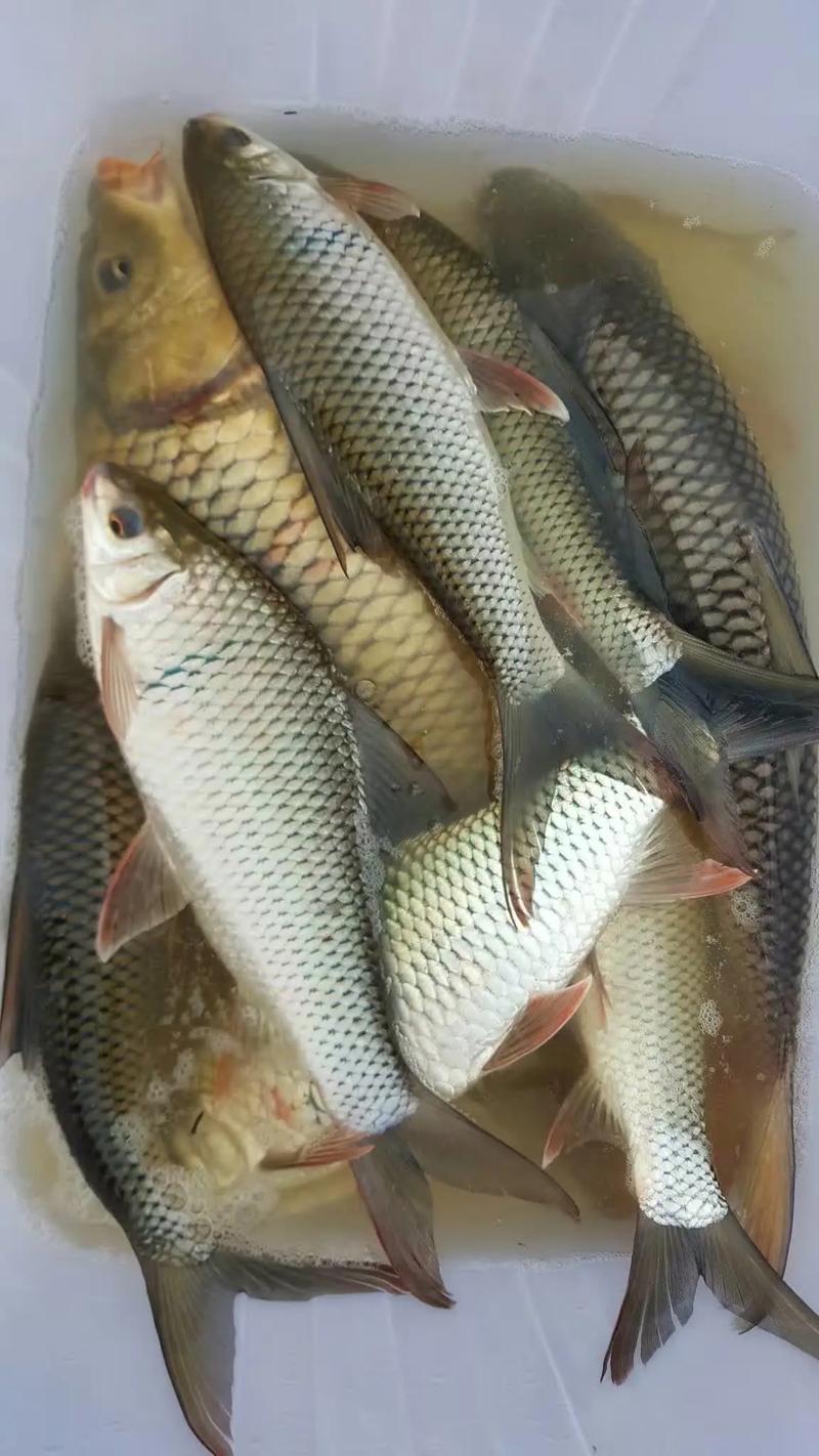 冷凍餌釣土鯪技巧_土鯪魚的釣法_土鯪冷凍餌使用方法