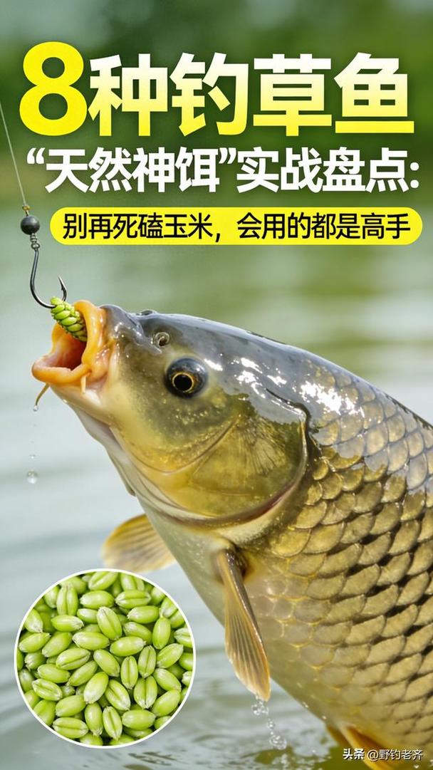 草魚餌料和玉米哪個好_釣草魚玉米餌料_釣草魚商品餌配方