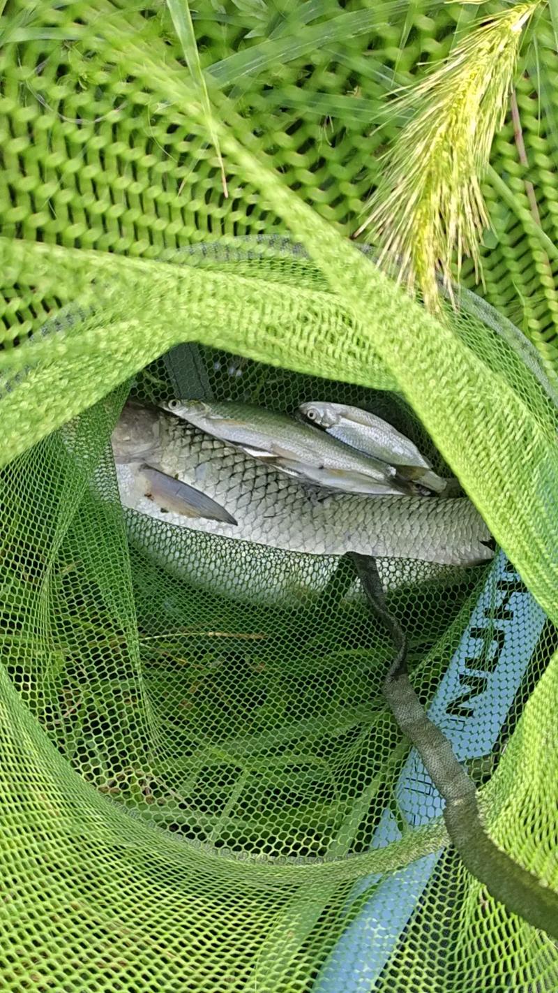 釣草魚玉米餌料_釣草魚商品餌配方_草魚餌料和玉米哪個好