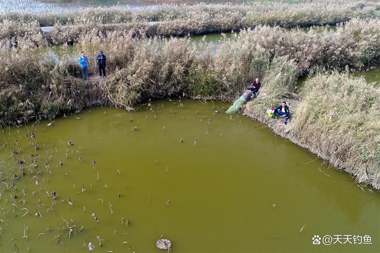 釣魚窩_冬季釣鯽魚精準定位魚窩_冬季鯽魚魚窩特點