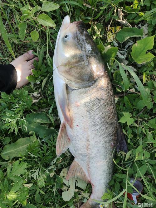 【周年慶】釣魚之家韌戰擒大青_【周年慶】釣魚之家韌戰擒大青_【周年慶】釣魚之家韌戰擒大青
