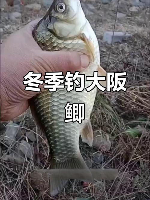 長竿短線釣鯽魚技巧_【轉】傳統釣法之長竿短線釣鯽_傳統釣長竿短線