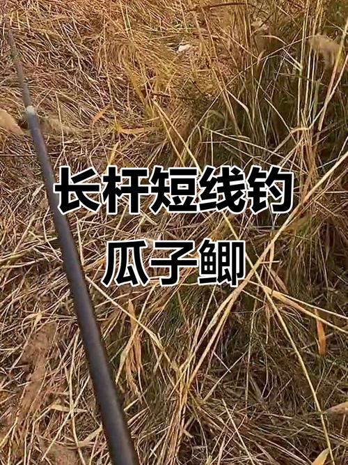 長竿短線釣鯽魚技巧_【轉】傳統釣法之長竿短線釣鯽_長竿短線釣鯽魚方法