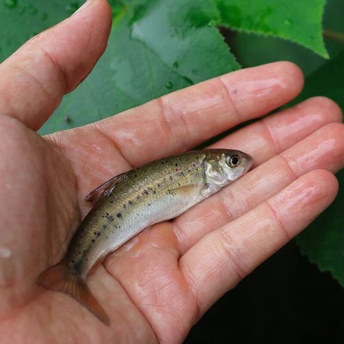 裂腹魚雅魚細鱗魚