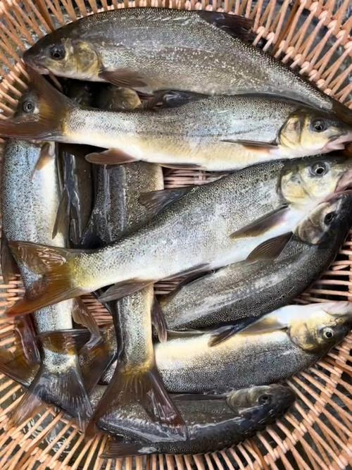 裂腹魚種類分布_裂腹魚雅魚細鱗魚_齊口裂腹魚雅魚養殖