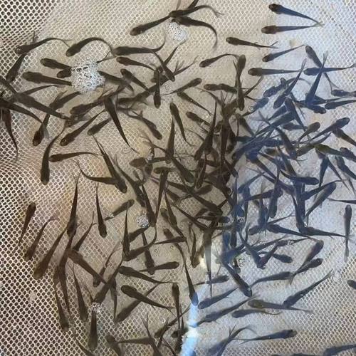 齊口裂腹魚雅魚養殖_裂腹魚種類分布_裂腹魚雅魚細鱗魚