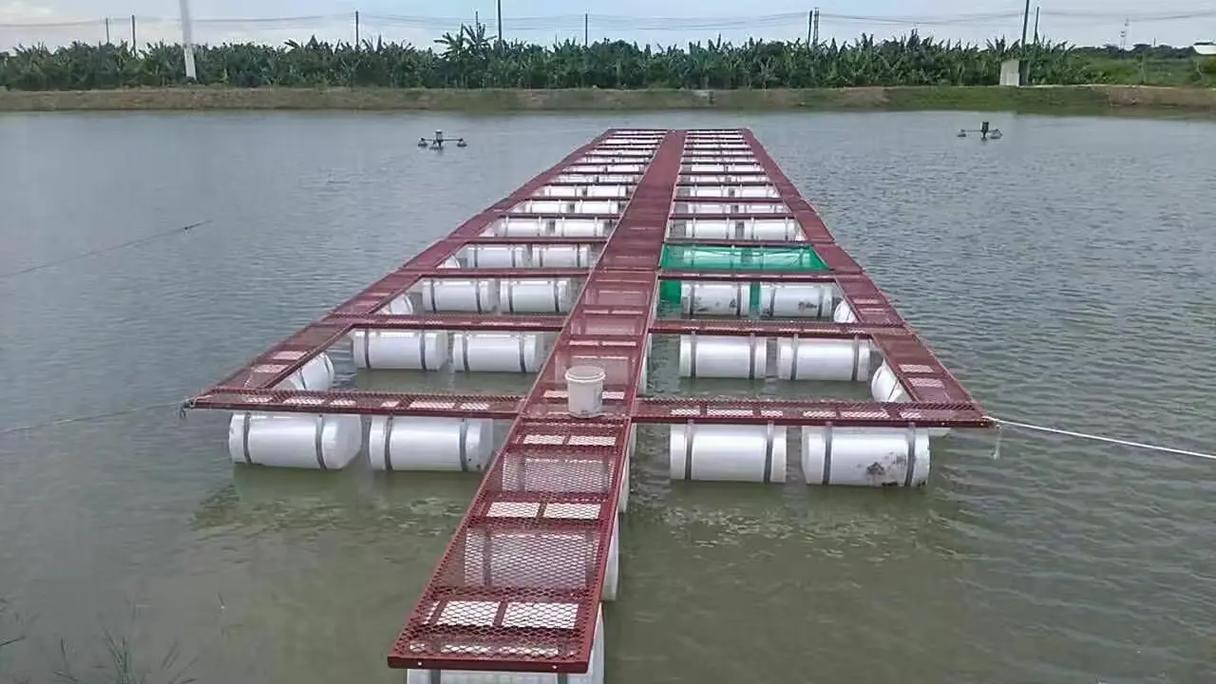 網箱養殖 斑點叉尾鮰 飼料投喂_網箱養魚技術