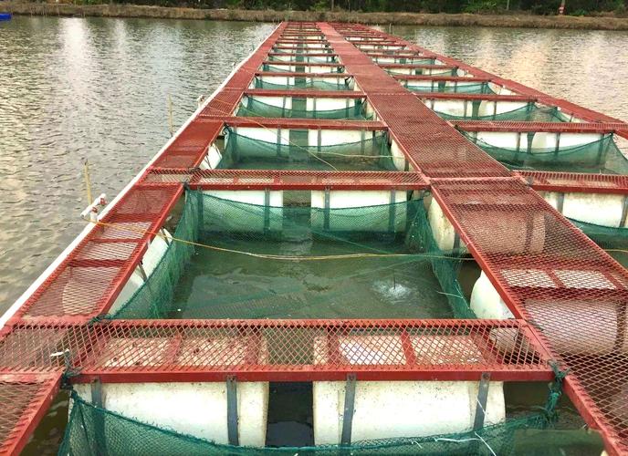 網箱養魚技術_網箱養殖 斑點叉尾鮰 飼料投喂