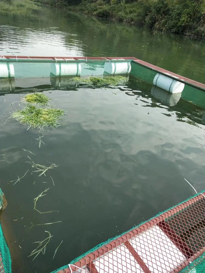 網箱養殖 斑點叉尾鮰 飼料投喂_網箱養魚技術