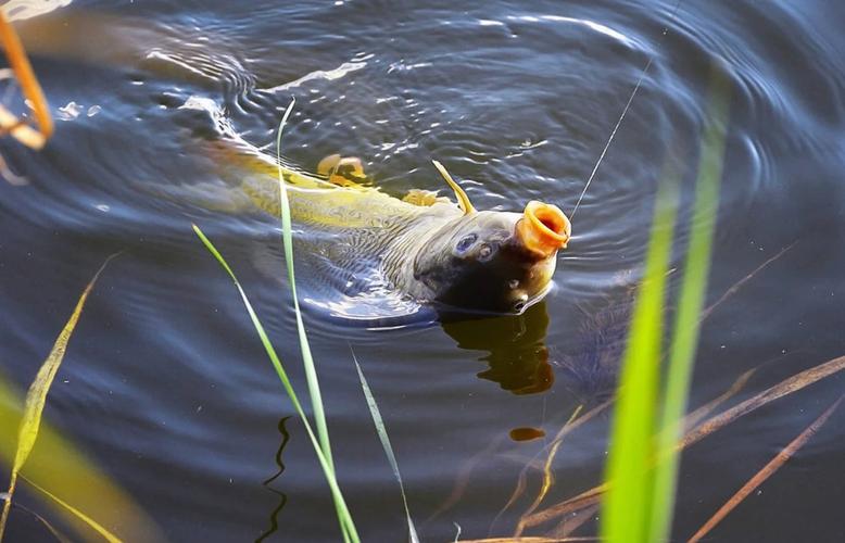 深秋黑坑鯉魚釣位選擇_深秋桿坑釣魚技巧_深秋釣黑坑鯉魚技巧