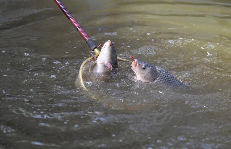 深秋桿坑釣魚技巧_深秋釣黑坑鯉魚技巧_深秋黑坑鯉魚釣位選擇