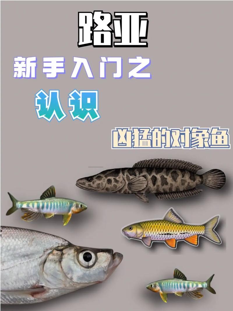 本土魚賽探索創新_中國路亞競技發展歷程_中國路亞