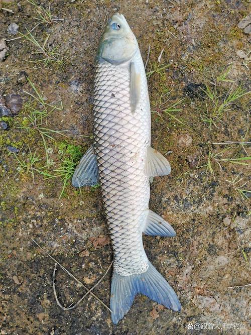 深秋草魚不開口_秋季草魚釣點_秋季湖庫草魚餌料味型