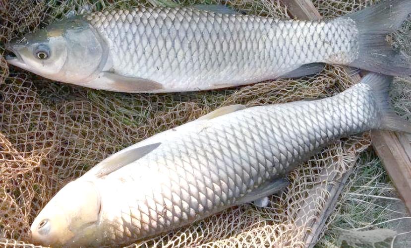 秋季草魚釣點_深秋草魚不開口_秋季湖庫草魚餌料味型