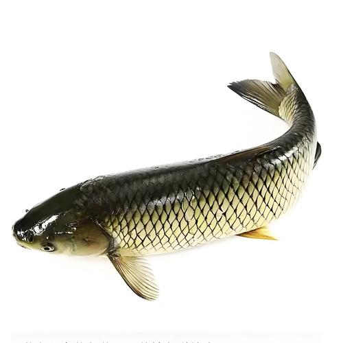 草魚餌料味型選擇_甜味餌料使用技巧_夏季釣魚餌料味型選擇