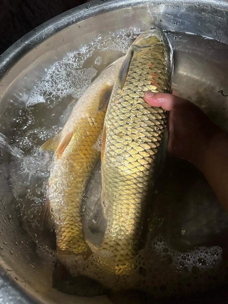 草魚餌料味型選擇_夏季釣魚餌料味型選擇_甜味餌料使用技巧