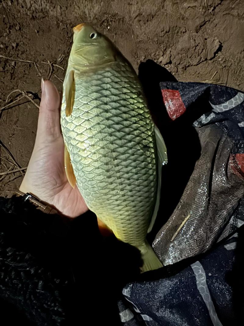 冬季夜釣技巧_冬天晚上上釣魚好釣嗎_冬季夜釣黃金時間