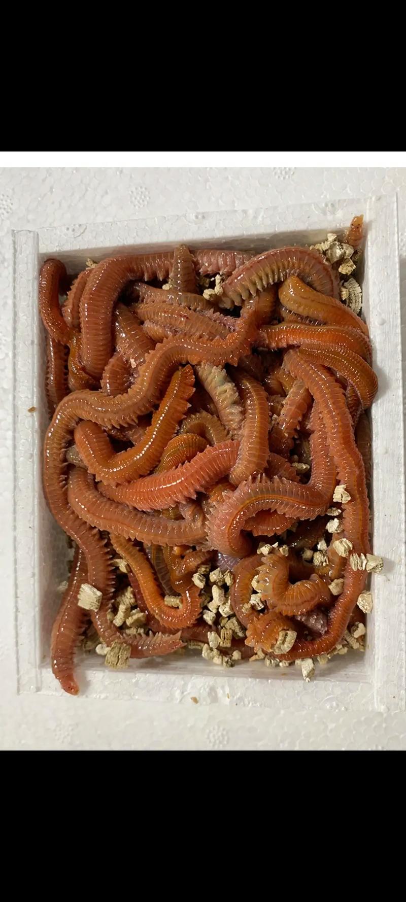 磯沙蠶_沙蠶食用指南_沙蠶生物學特征