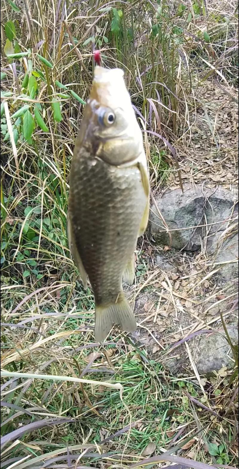 谷麥釣法_春季野釣鯽魚打窩_谷麥釣法技巧