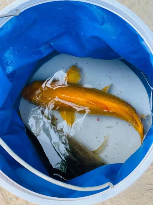 福建南安石壁水庫釣魚_南安水頭鎮石壁水庫夜釣攻略_南安石壁水庫可以釣魚嗎