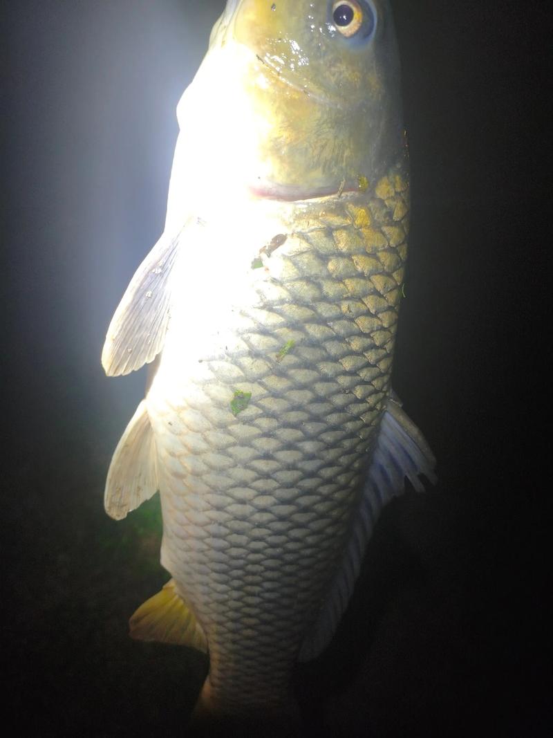 福建南安石壁水庫釣魚_南安石壁水庫可以釣魚嗎_南安水頭鎮石壁水庫夜釣攻略