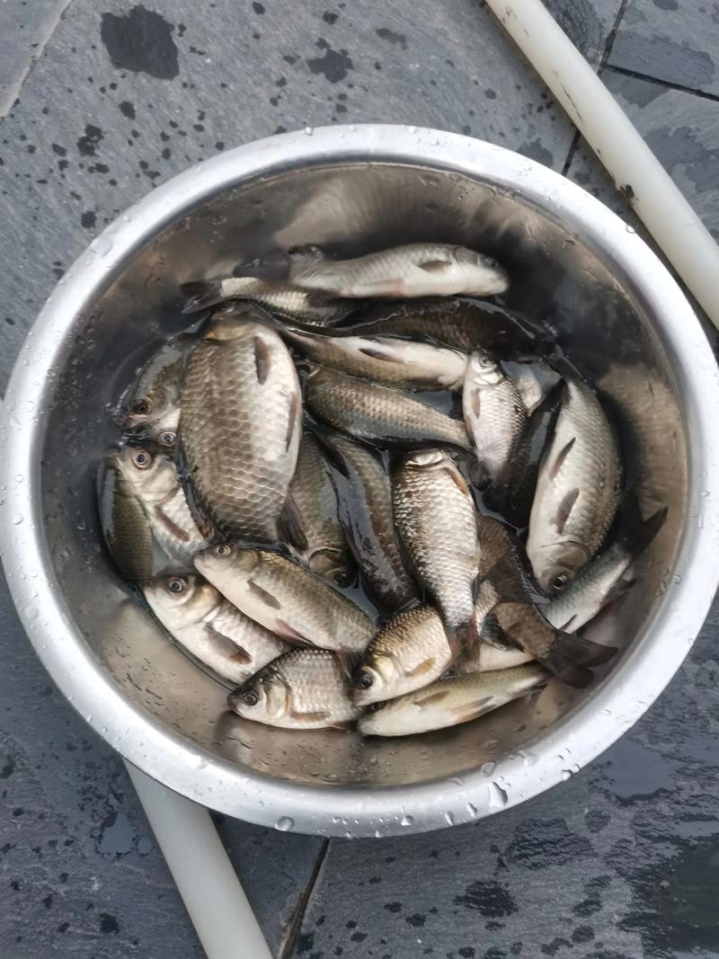 龍口人工島路亞_龍口人工島野釣魚獲_龍口人工島釣黑鯛