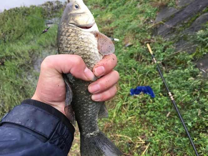 丁香油釣餌配方_丁香油釣魚效果_野河夜釣爆護技巧