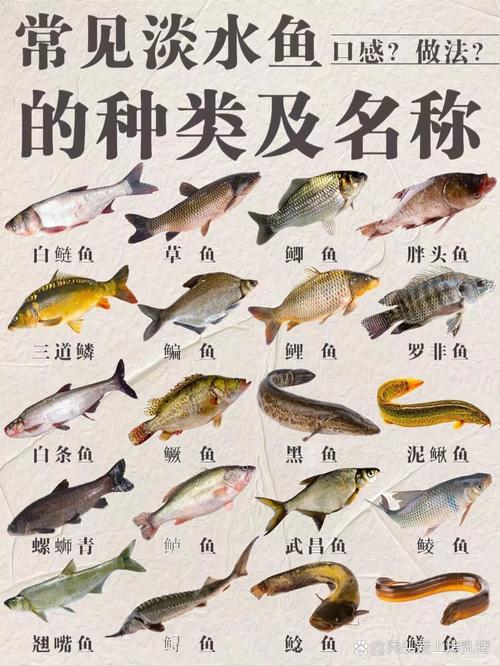 魚有多少種_魚類種類數量統計_魚類營養價值和功效