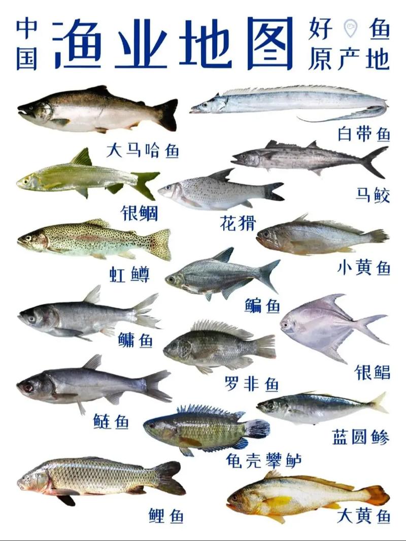 魚類營養價值和功效_魚有多少種_魚類種類數量統計