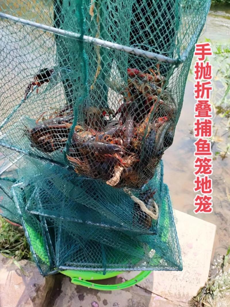 捕蝦籠_地籠捕龍蝦視頻_捕龍蝦的地籠什么樣的好