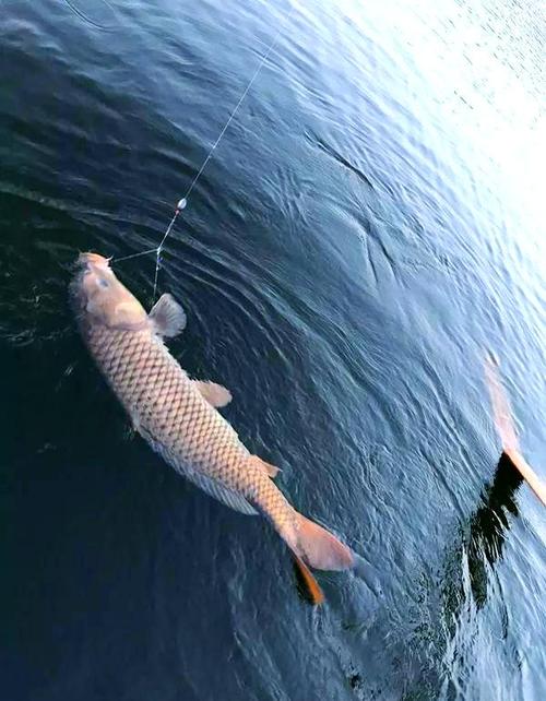 長壽湖垂釣攻略_長壽湖旅游風景區_長壽湖釣魚