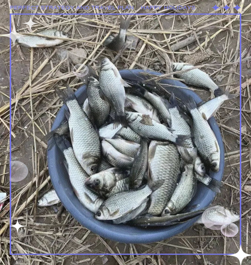 冬季釣魚技巧-冬天野釣鯽魚如何選擇釣位_大寒釣鯽魚技巧_冬季鯽魚深水釣法