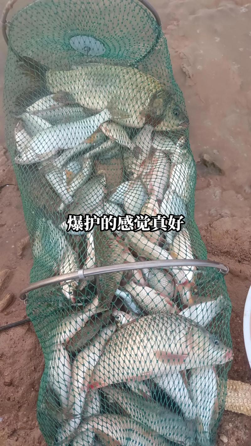 視頻垂釣鯽魚怎么做_鯽魚垂釣視頻_視頻垂釣鯽魚教程