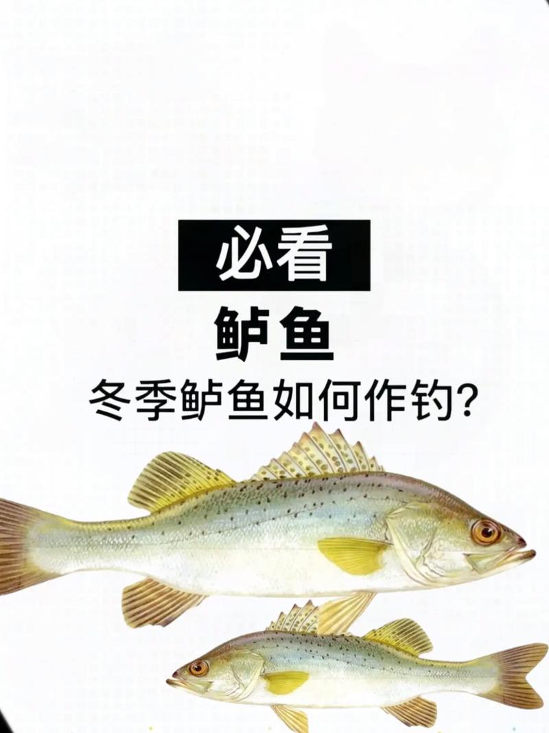 海鱸魚釣鱸工具_鱸魚生活習性解析與釣鱸魚需注意的事項必看_海鱸魚養殖技術