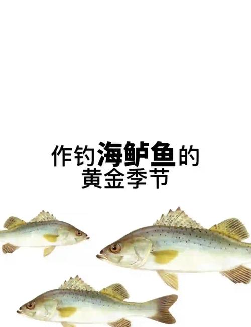 海鱸魚養殖技術_鱸魚生活習性解析與釣鱸魚需注意的事項必看_海鱸魚釣鱸工具