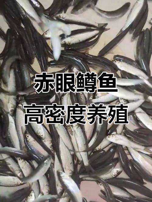 赤眼鱒養殖技術_赤眼鱒市場價格分析_赤眼鱒