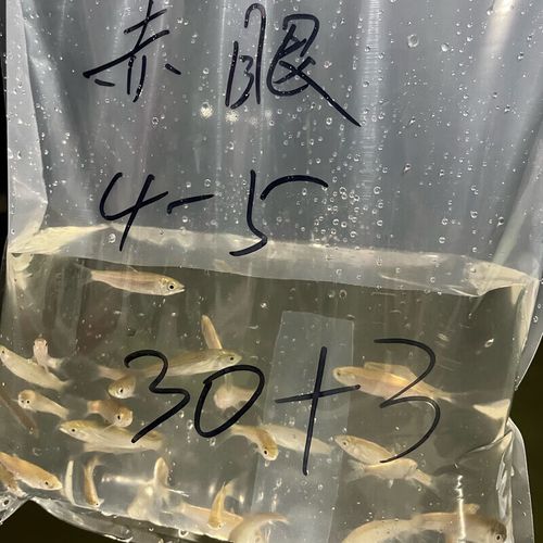 赤眼鱒市場價格分析_赤眼鱒_赤眼鱒養殖技術