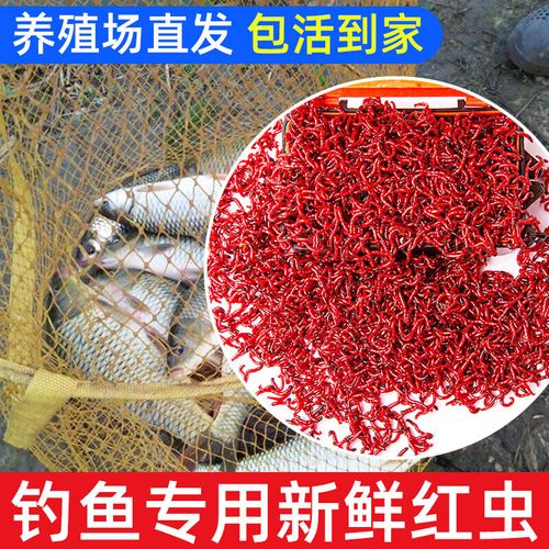 秋冬釣草魚用什么餌料_冬釣鯽魚紅蟲餌料_冬季釣鯽魚餌料選擇