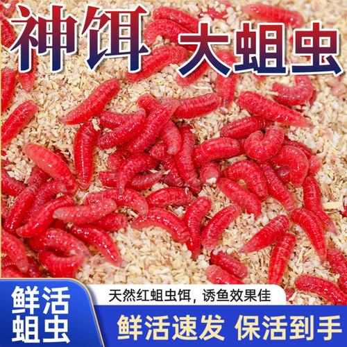 秋冬釣草魚用什么餌料_冬釣鯽魚紅蟲餌料_冬季釣鯽魚餌料選擇