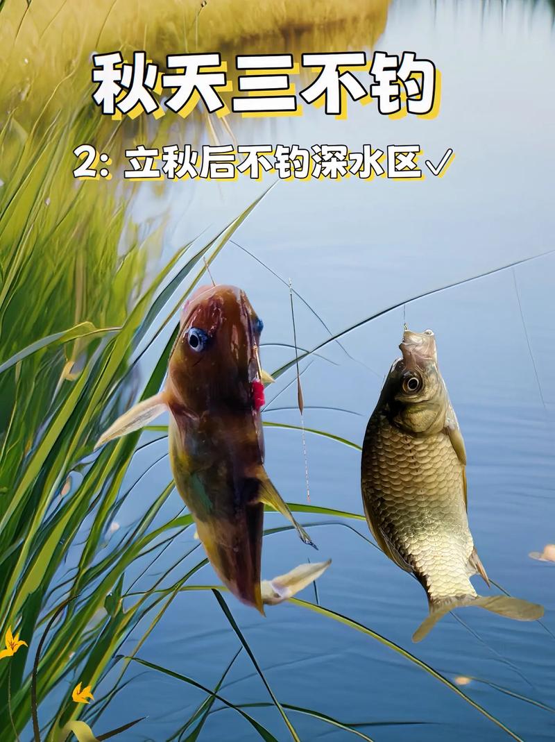 水溫對秋季魚情影響_秋季釣魚節氣變化規律_秋季野釣技巧全攻略
