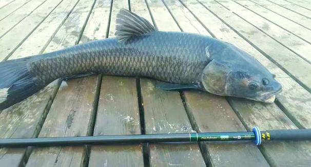 黑鯇生物分類_黑鯇是什么魚_黑鯇形態特征
