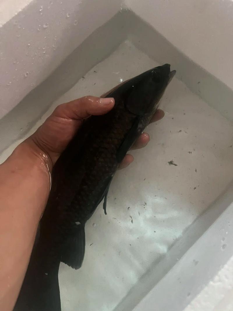 黑鯇生物分類_黑鯇形態特征_黑鯇是什么魚