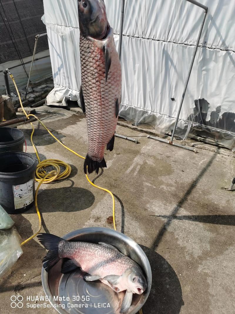 黑鯇是什么魚_黑鯇生物分類_黑鯇形態特征