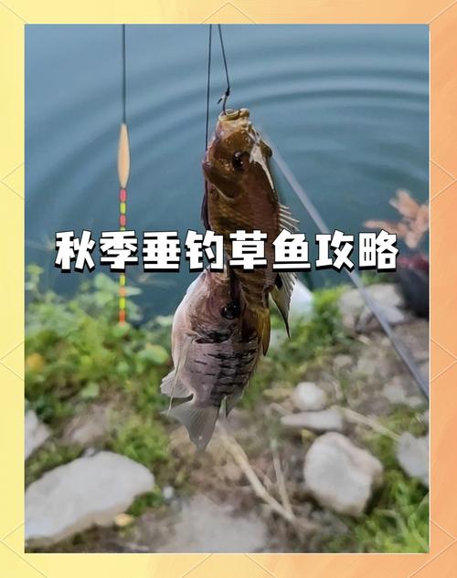 冬季草魚釣位選擇_冬天釣草魚用什么餌料最好_冬季釣草魚技巧