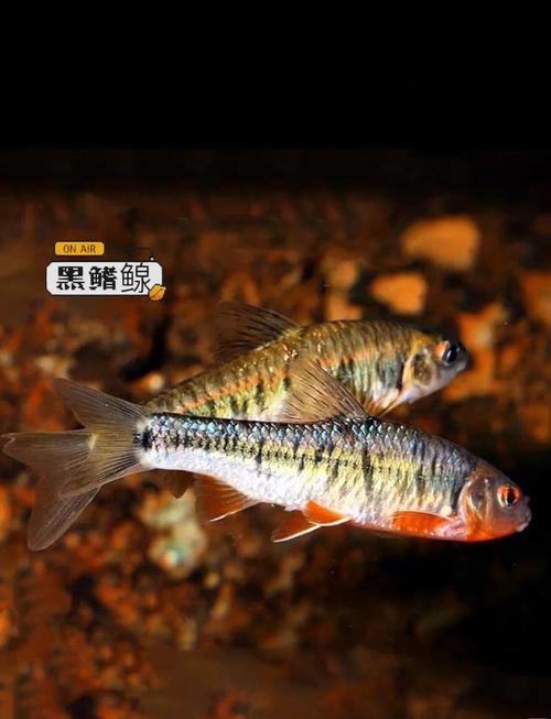 黑鯇魚產地在哪里_黑鯇是什么魚_黑鯇魚是不是青魚