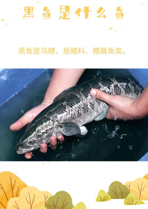 黑鯇魚產地在哪里_黑鯇是什么魚_黑鯇魚是不是青魚