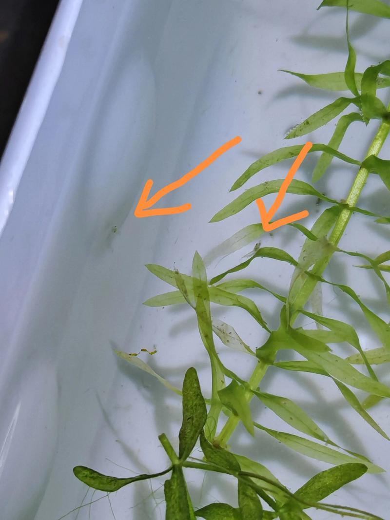 黑殼蝦抱卵要生的征兆_黑殼蝦形態特征 生活習性 飼養技術